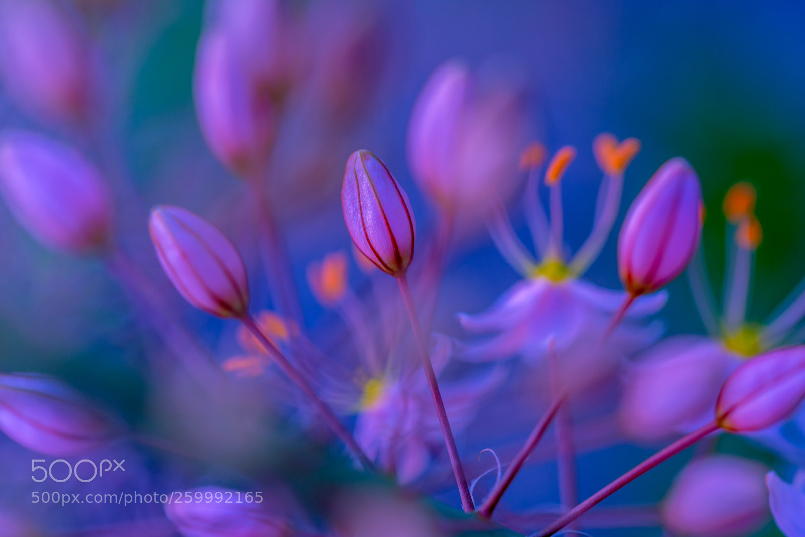 Nikon D800 sample photo. Explosion of colours photography