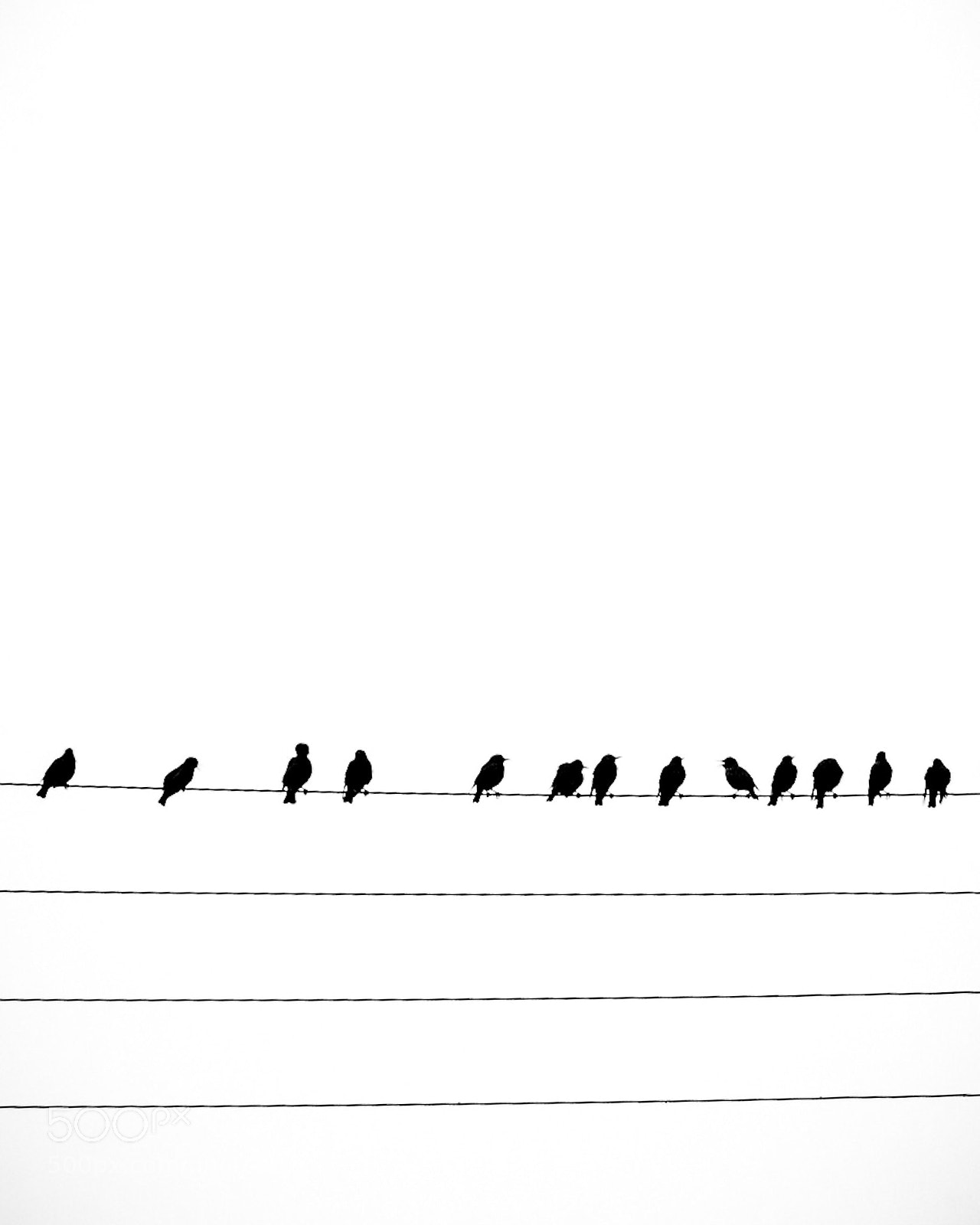 Canon EOS 1300D (EOS Rebel T6 / EOS Kiss X80) sample photo. Starlings on power line photography