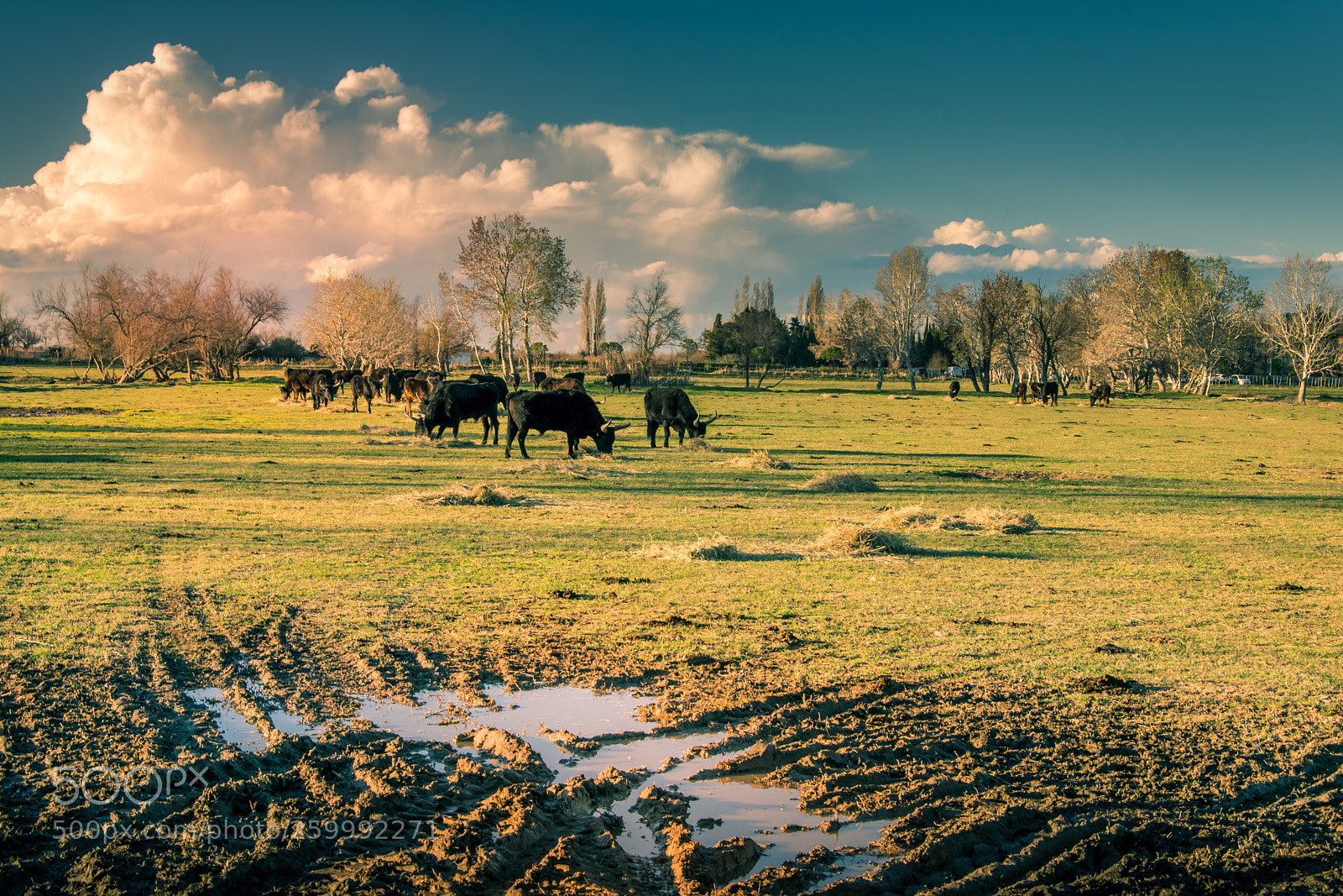 Nikon D3300 sample photo. Toros photography