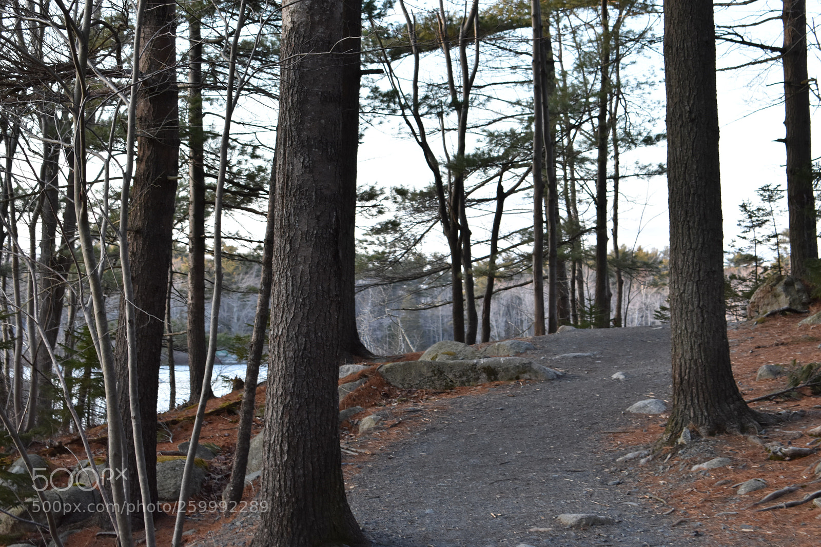 Nikon D3400 sample photo. 2018-04-12 19.25.03.jpg photography