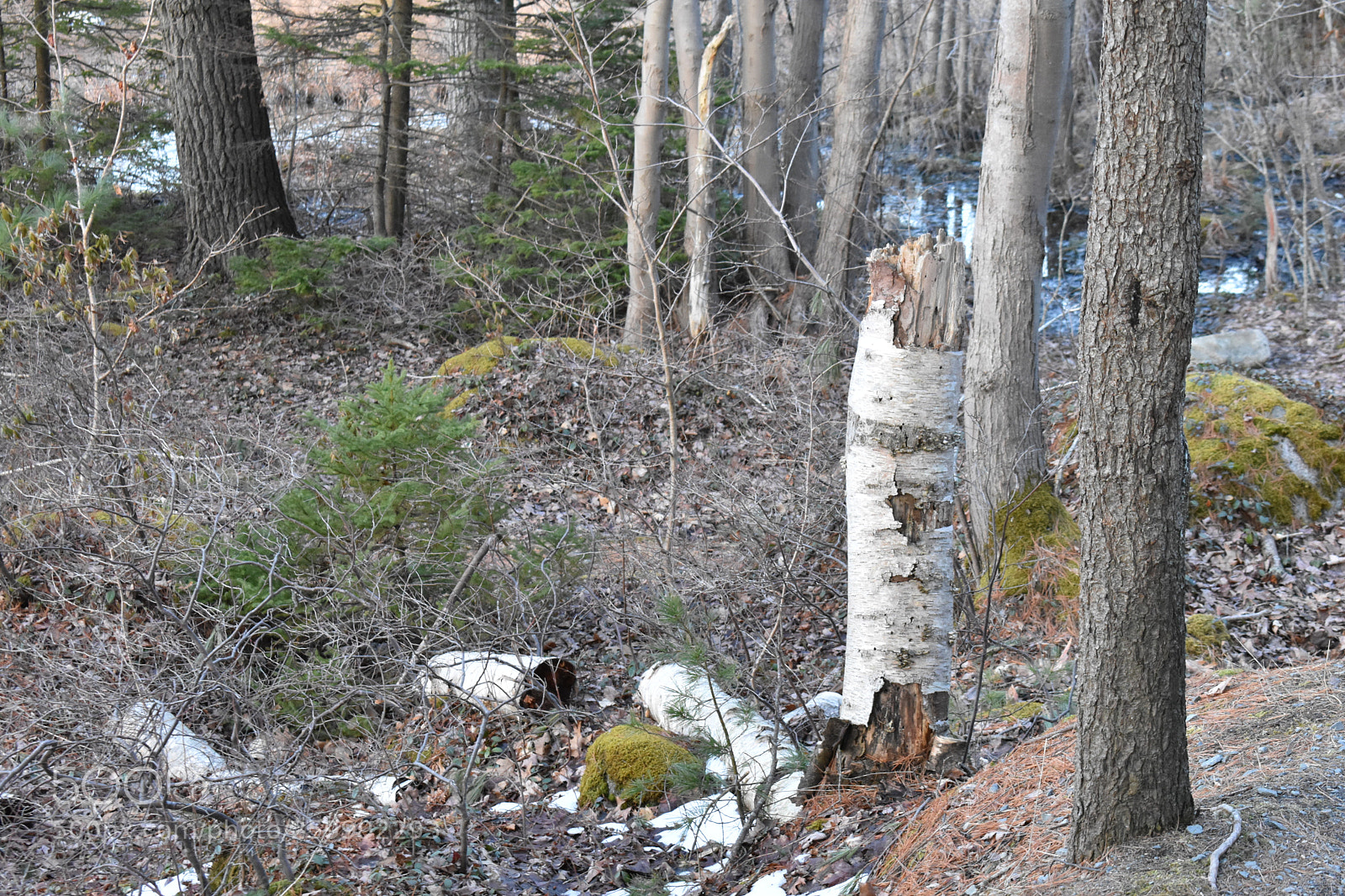 Nikon D3400 sample photo. 2018-04-12 19.25.28.jpg photography