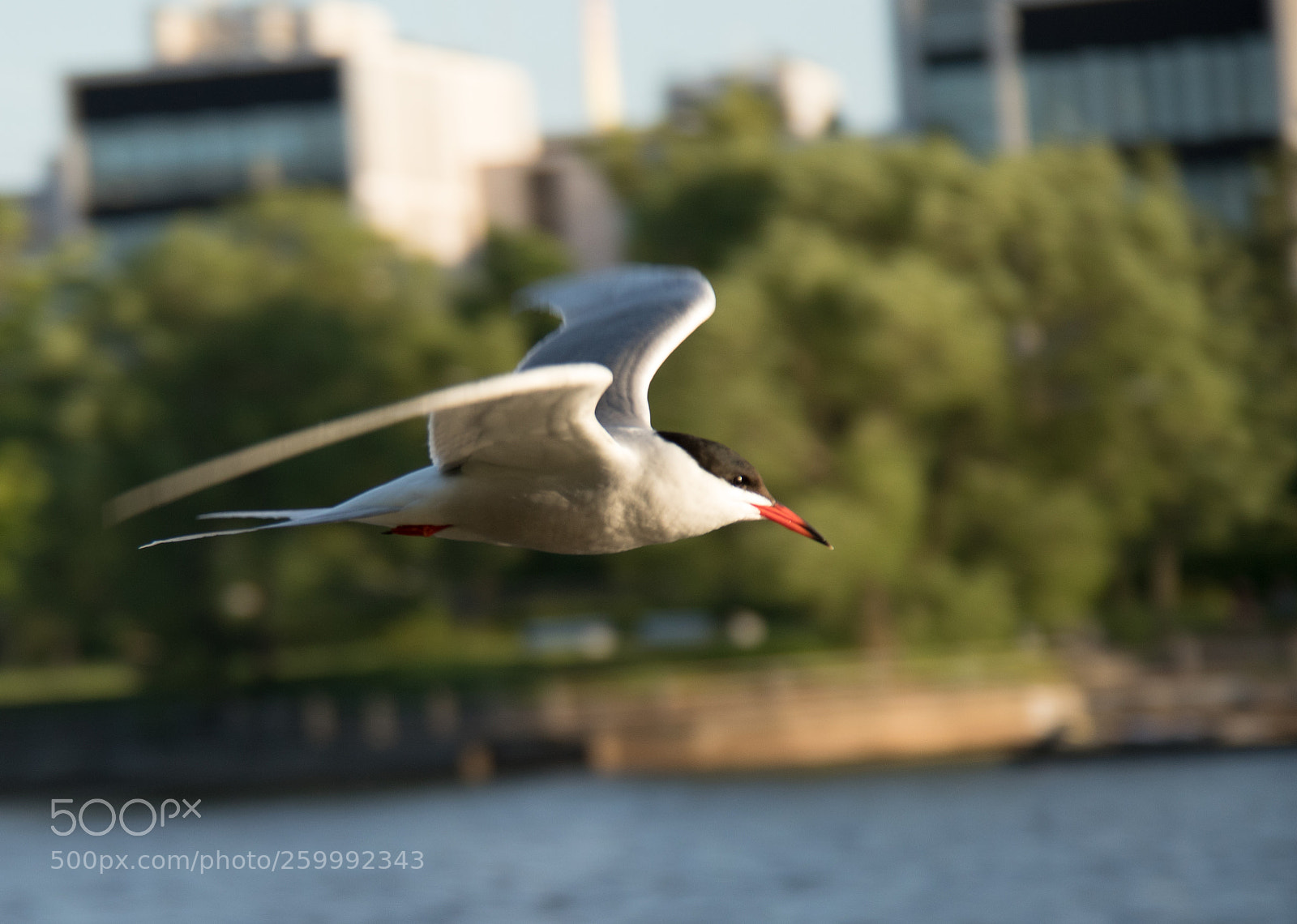 Canon EOS 800D (EOS Rebel T7i / EOS Kiss X9i) sample photo. Flying friend photography