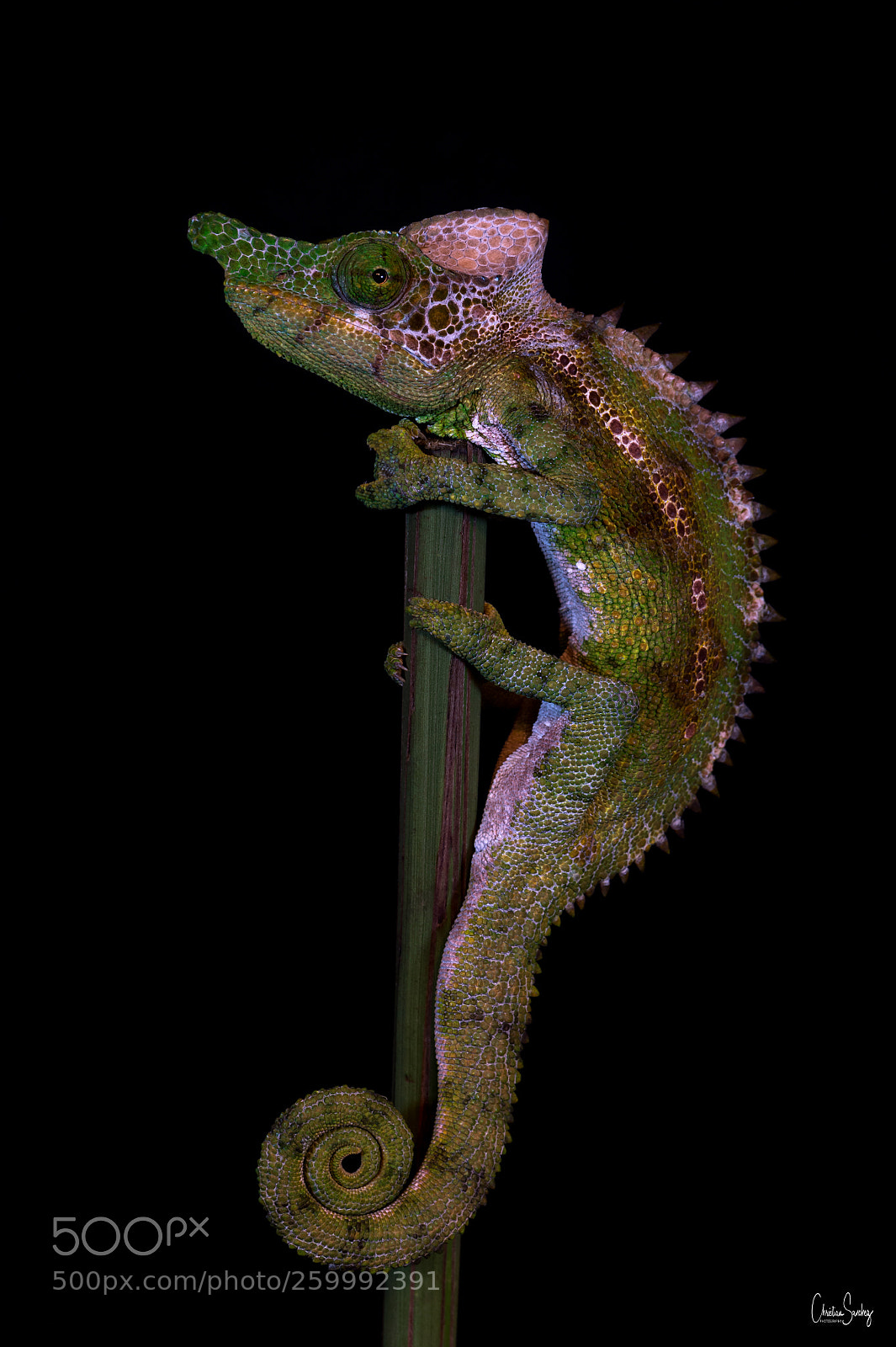 Nikon D4 sample photo. Paddle-nosed labord's chameleon photography