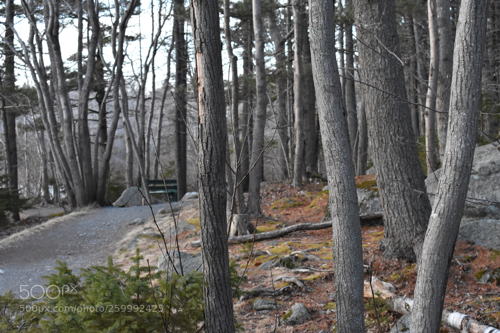 Nikon D3400 sample photo. 2018-04-12 19.43.55.jpg photography
