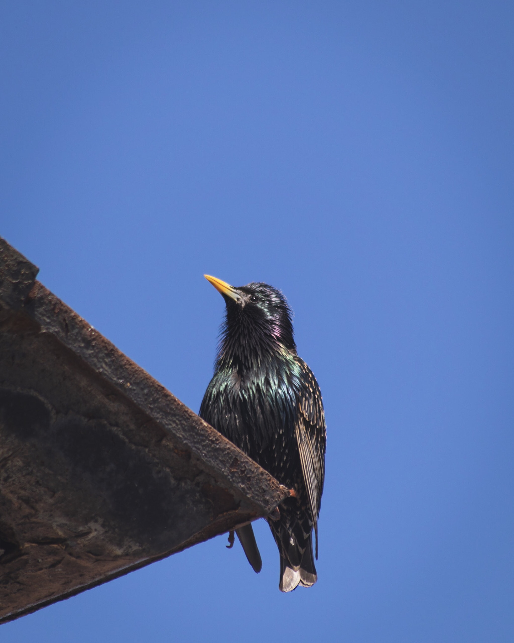 Canon EOS M50 (EOS Kiss M) sample photo. Starling on the roof photography