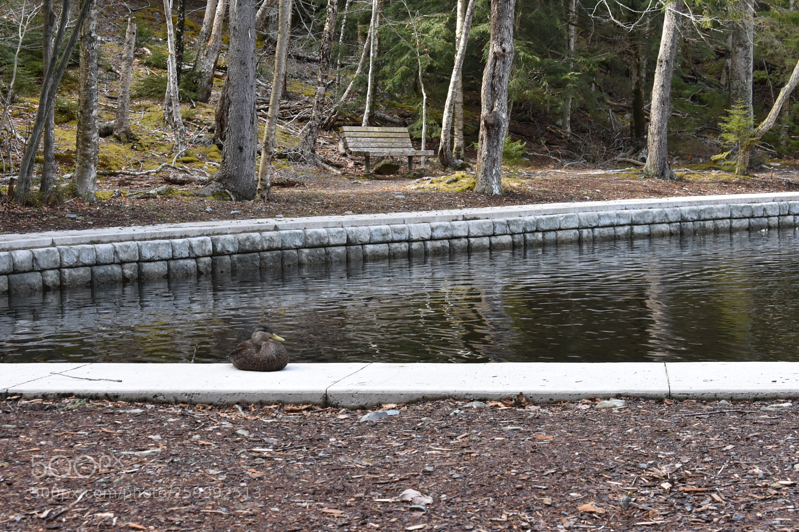 Nikon D3400 sample photo. 2018-04-13 16.37.24.jpg photography