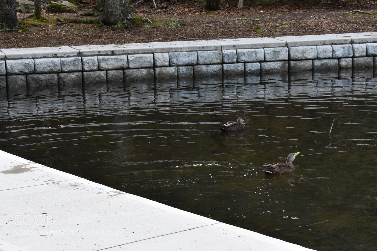 Nikon D3400 sample photo. 2018-04-13 16.38.48.jpg photography