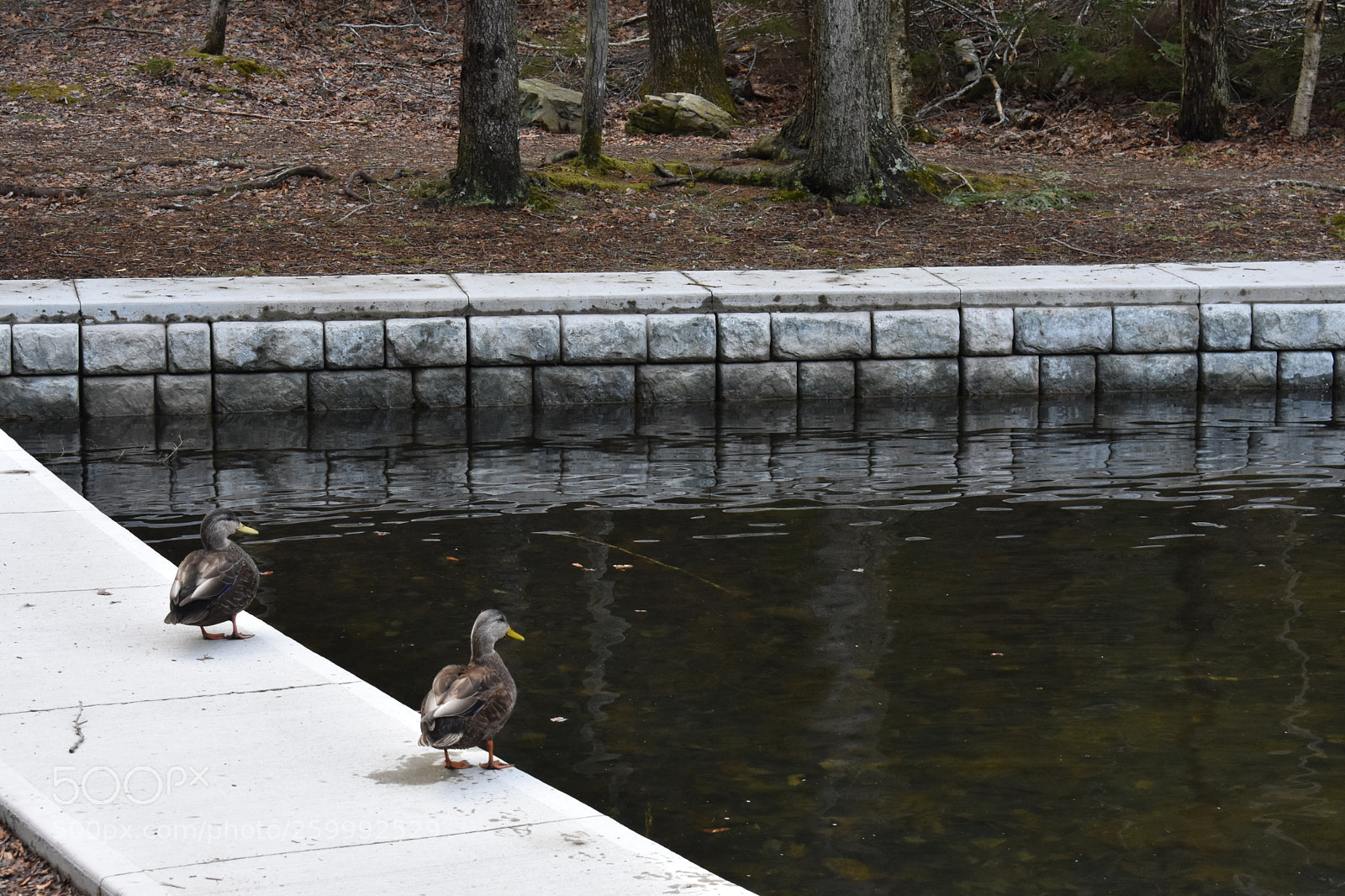 Nikon D3400 sample photo. 2018-04-13 16.38.36.jpg photography
