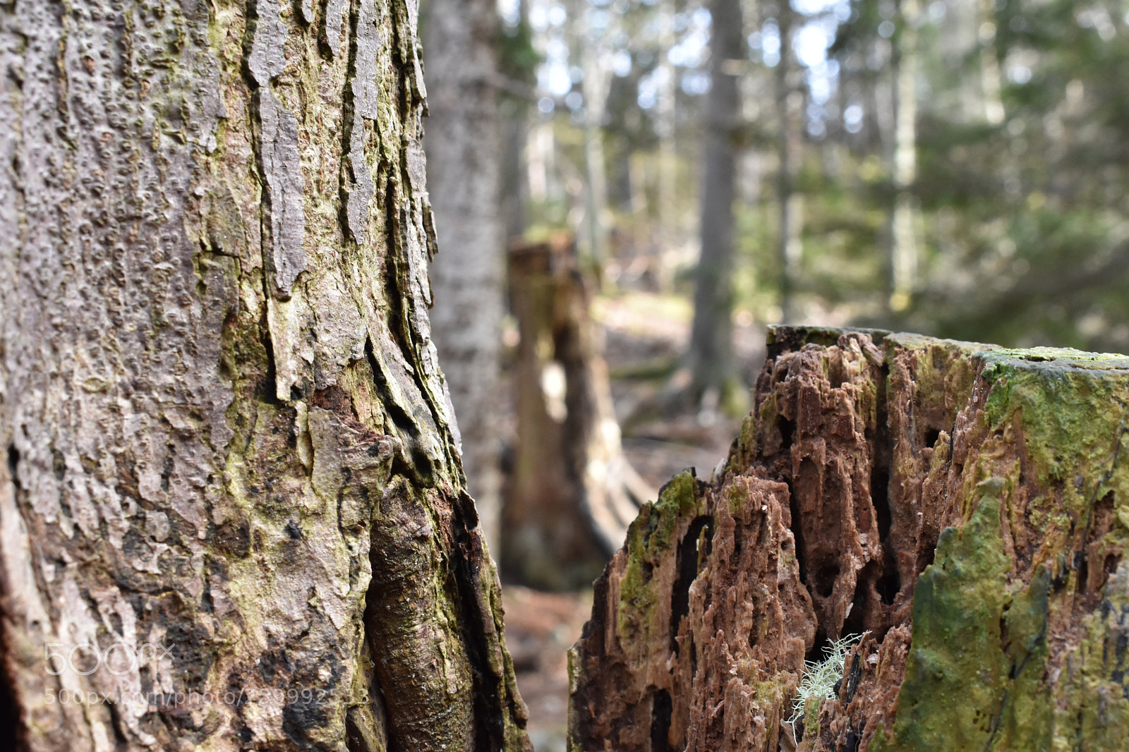 Nikon D3400 sample photo. 2018-04-13 16.42.27.jpg photography