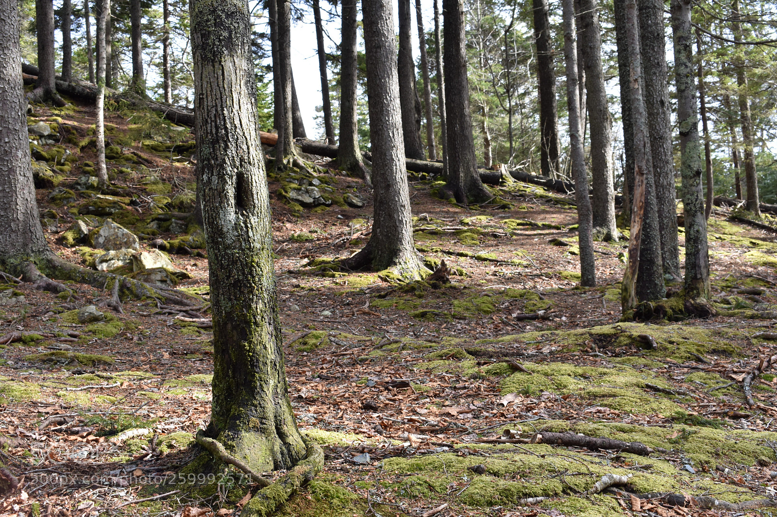 Nikon D3400 sample photo. 2018-04-13 16.44.26.jpg photography