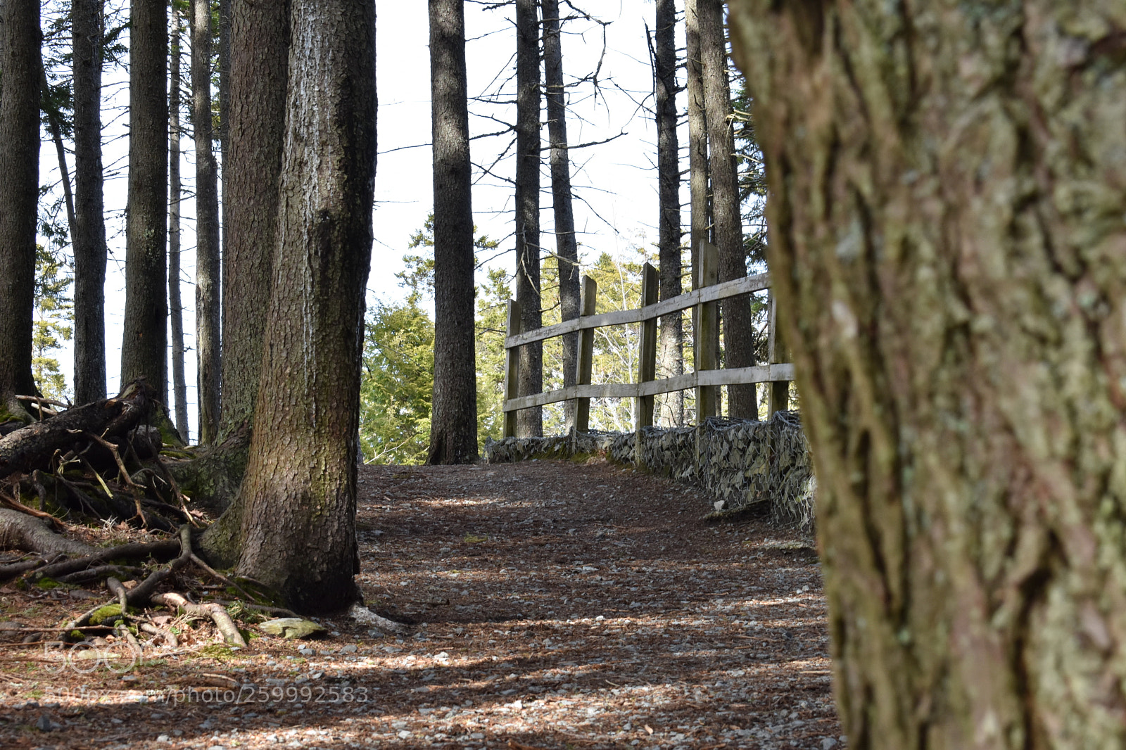 Nikon D3400 sample photo. 2018-04-13 16.46.26.jpg photography