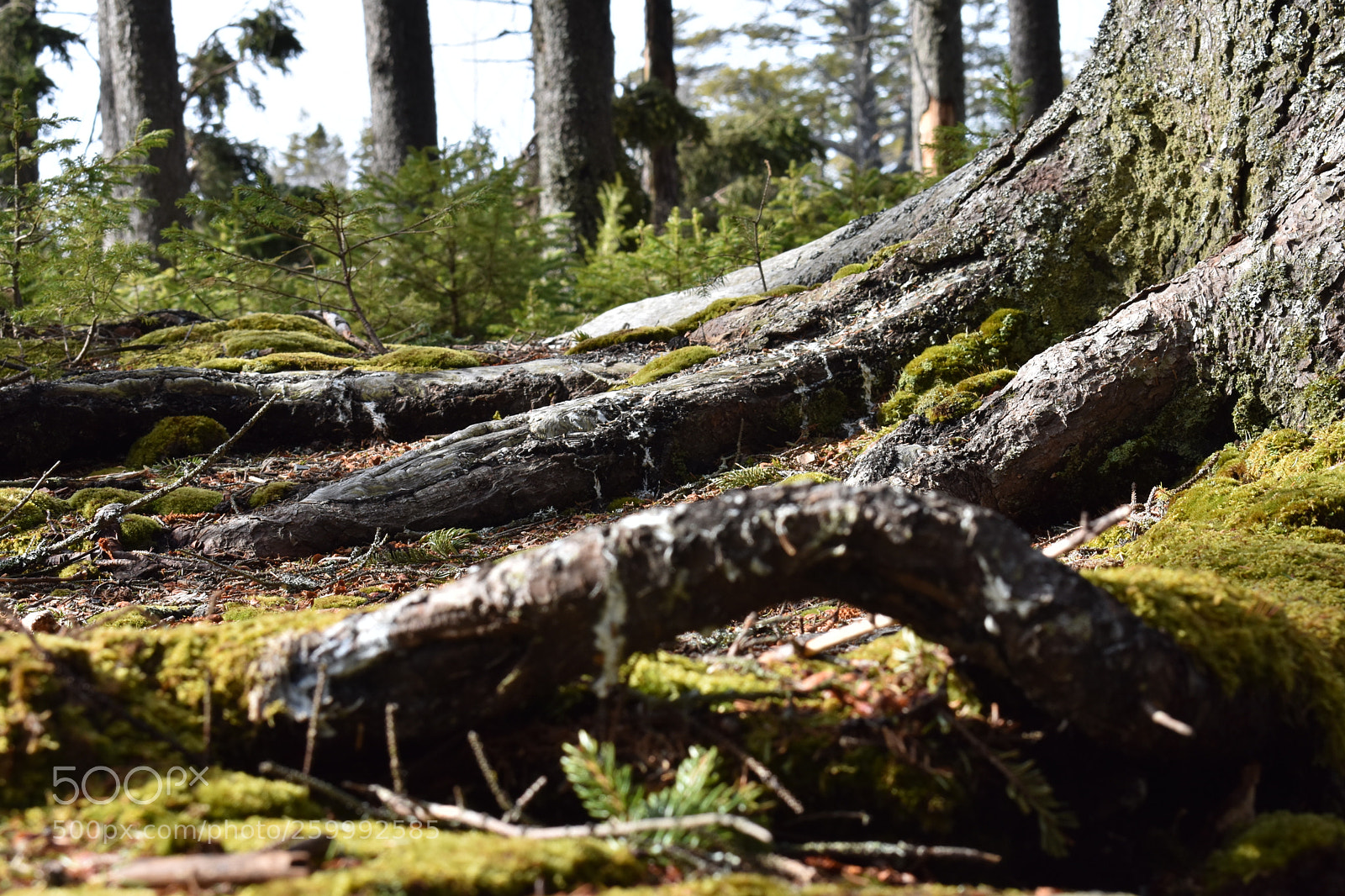 Nikon D3400 sample photo. 2018-04-13 16.46.55.jpg photography