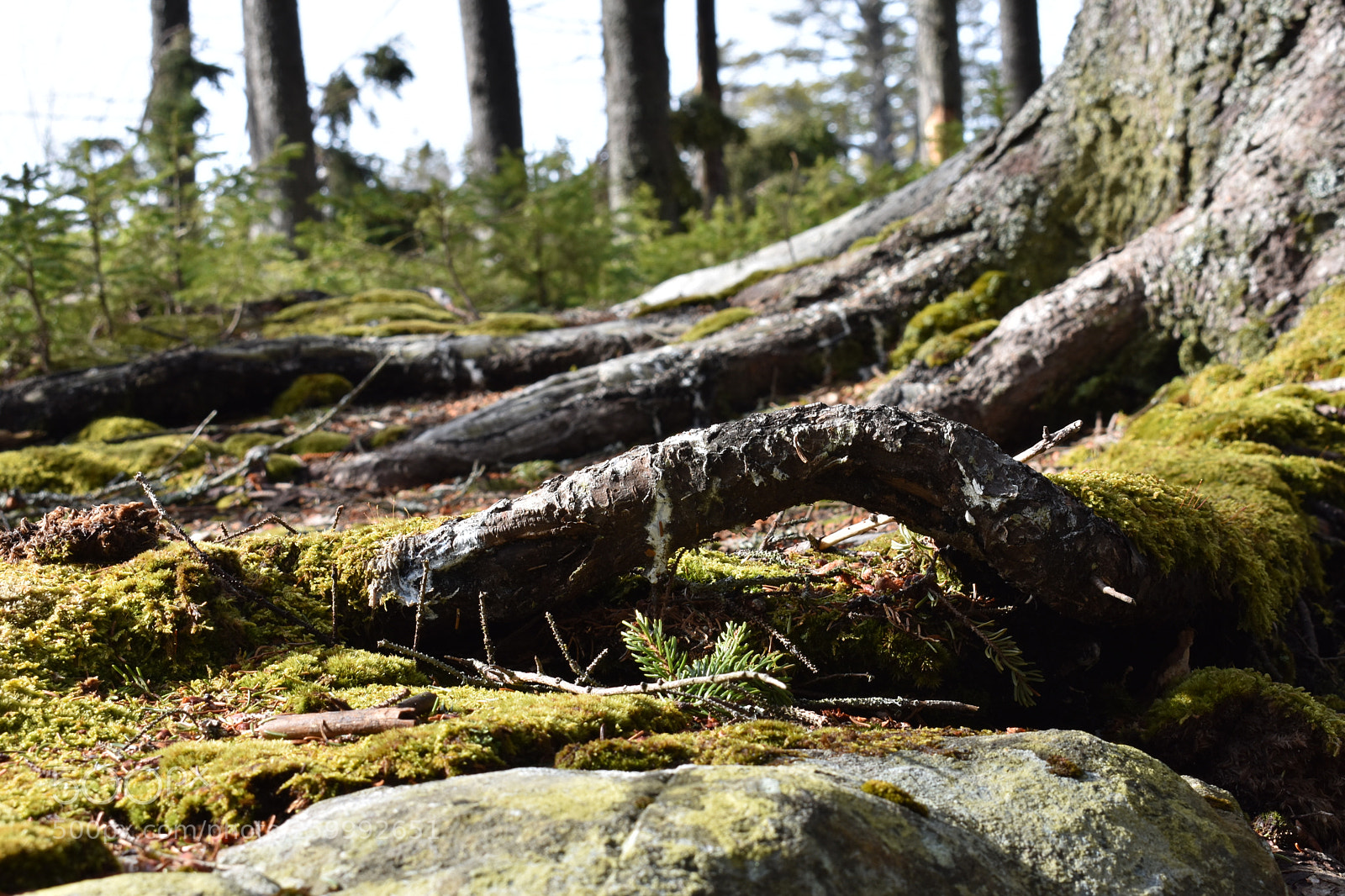 Nikon D3400 sample photo. 2018-04-13 16.46.57.jpg photography