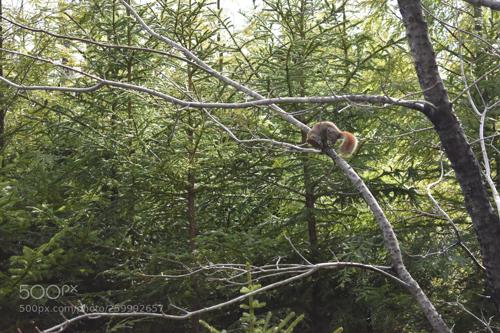 Nikon D3400 sample photo. 2018-04-13 16.52.33.jpg photography