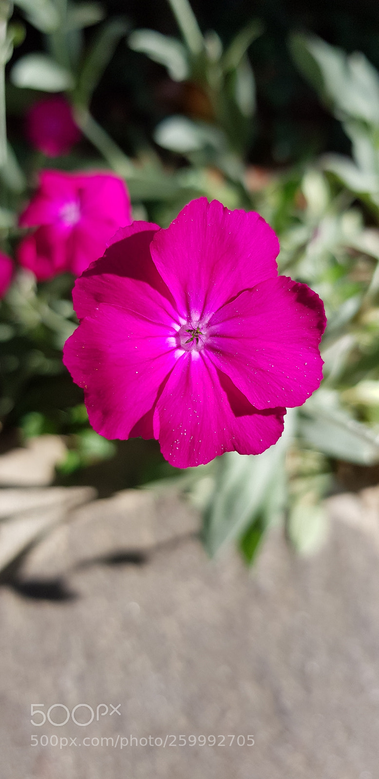 Samsung Galaxy S8 sample photo. Purple photography