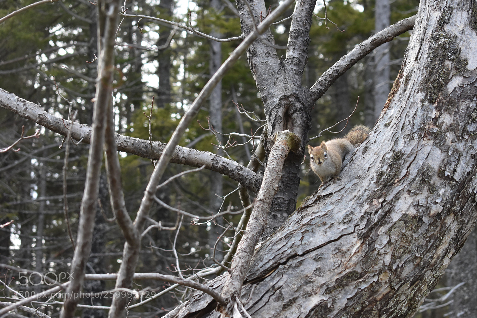Nikon D3400 sample photo. 2018-04-13 17.01.13.jpg photography