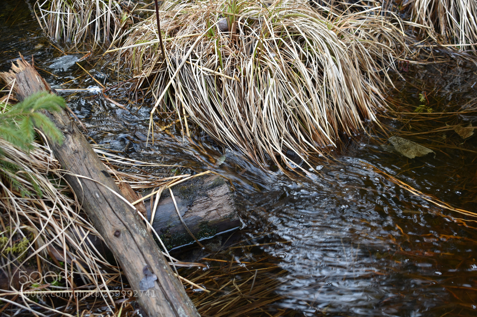 Nikon D3400 sample photo. 2018-04-13 17.03.46.jpg photography