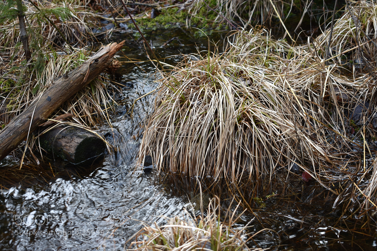 Nikon D3400 sample photo. 2018-04-13 17.04.03.jpg photography