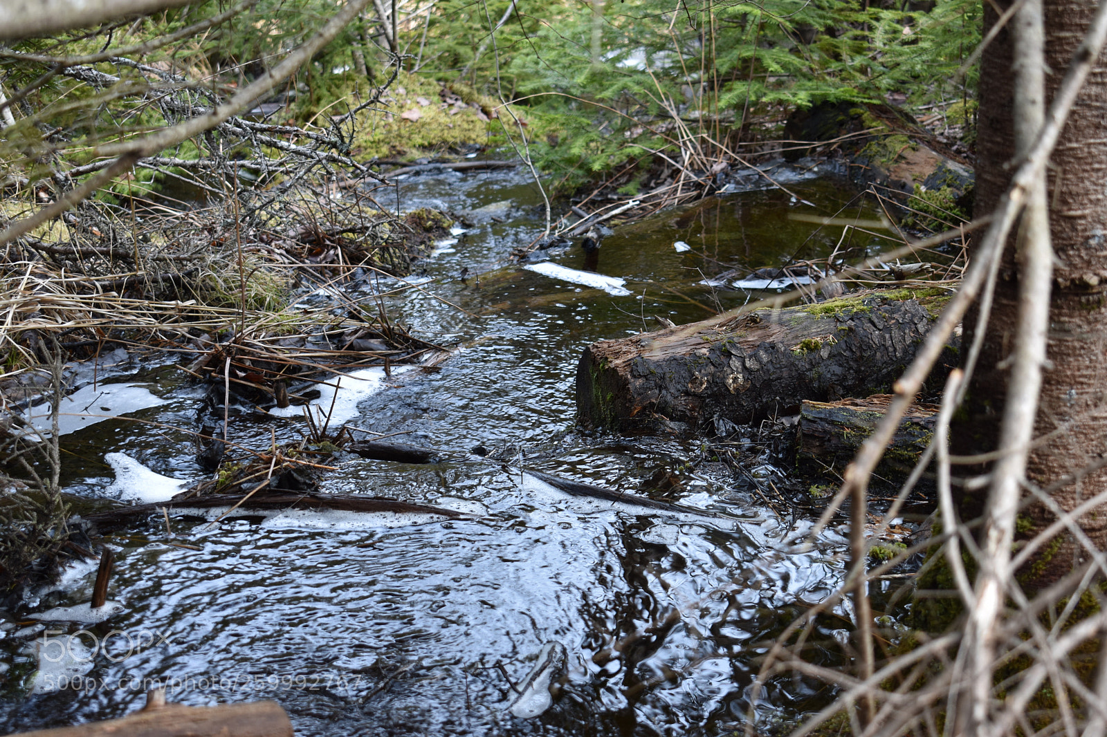 Nikon D3400 sample photo. 2018-04-13 17.04.25.jpg photography