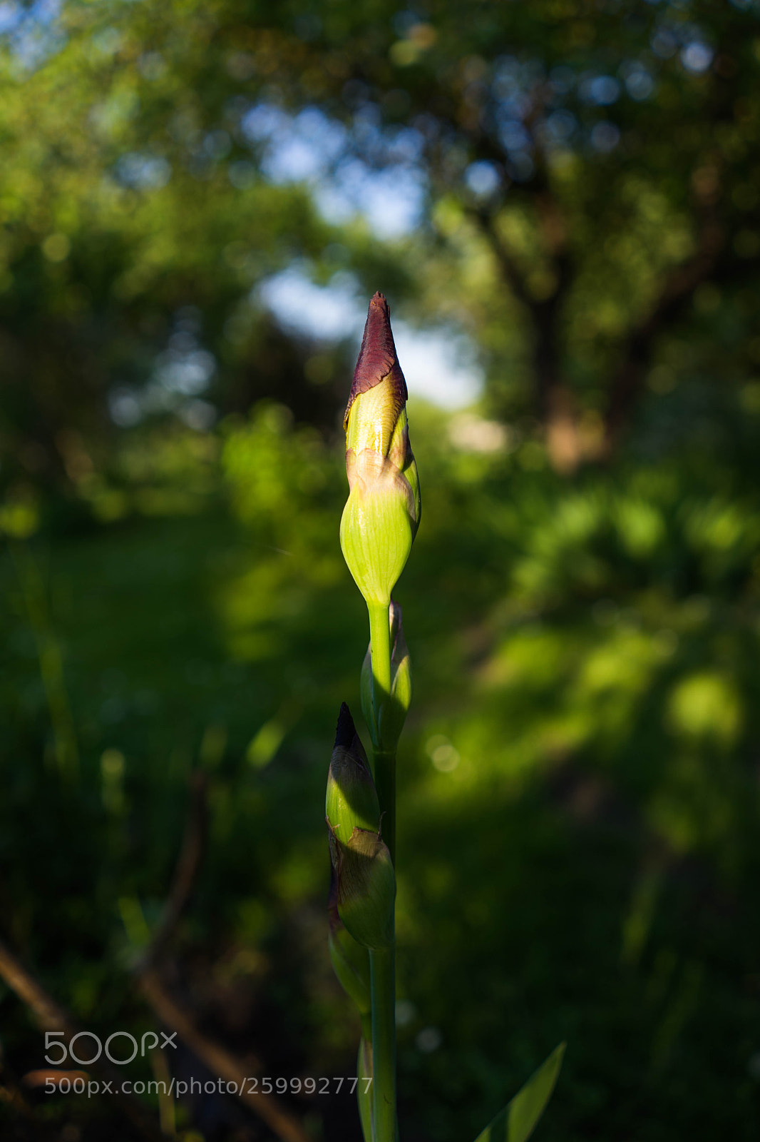 Sony a7 II sample photo. Untitled photography