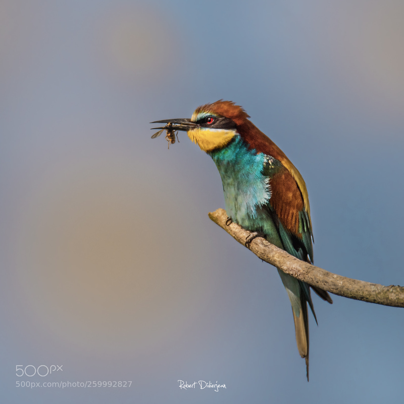 Nikon D810 sample photo. European bee eater photography