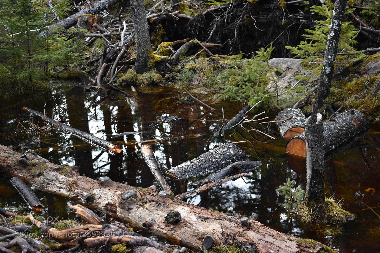 Nikon D3400 sample photo. 2018-04-13 17.11.07.jpg photography