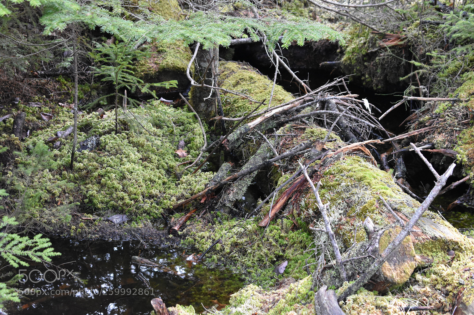 Nikon D3400 sample photo. 2018-04-13 17.12.37.jpg photography
