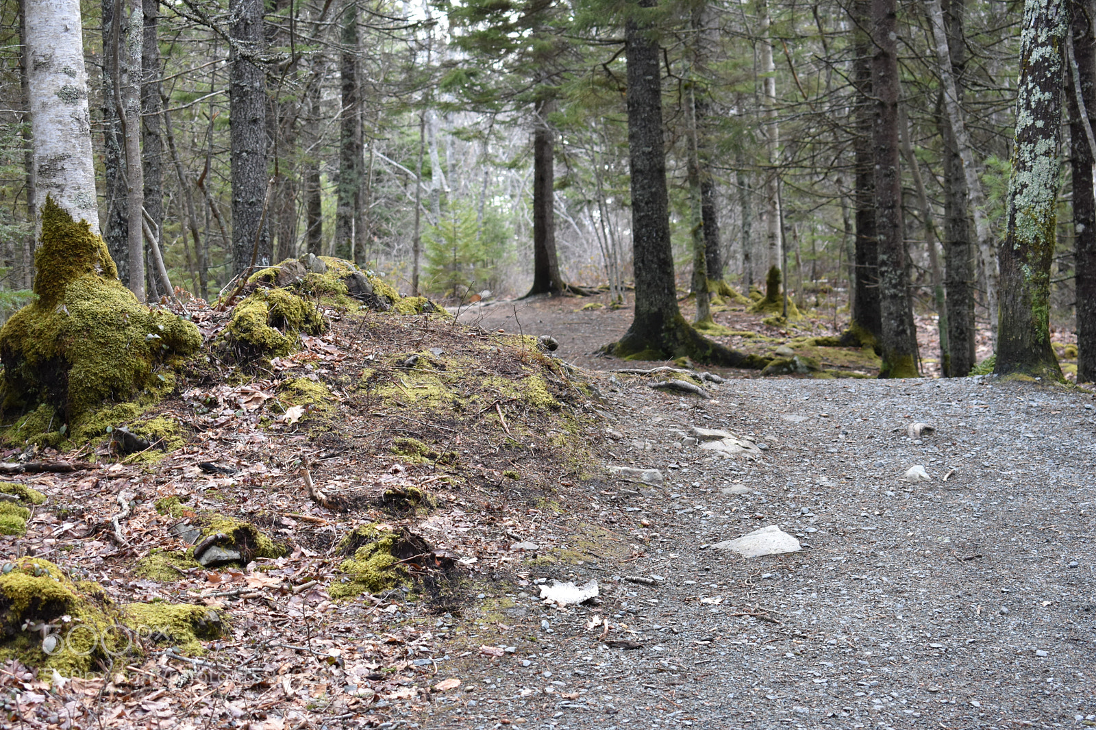 Nikon D3400 sample photo. 2018-04-13 17.13.21.jpg photography