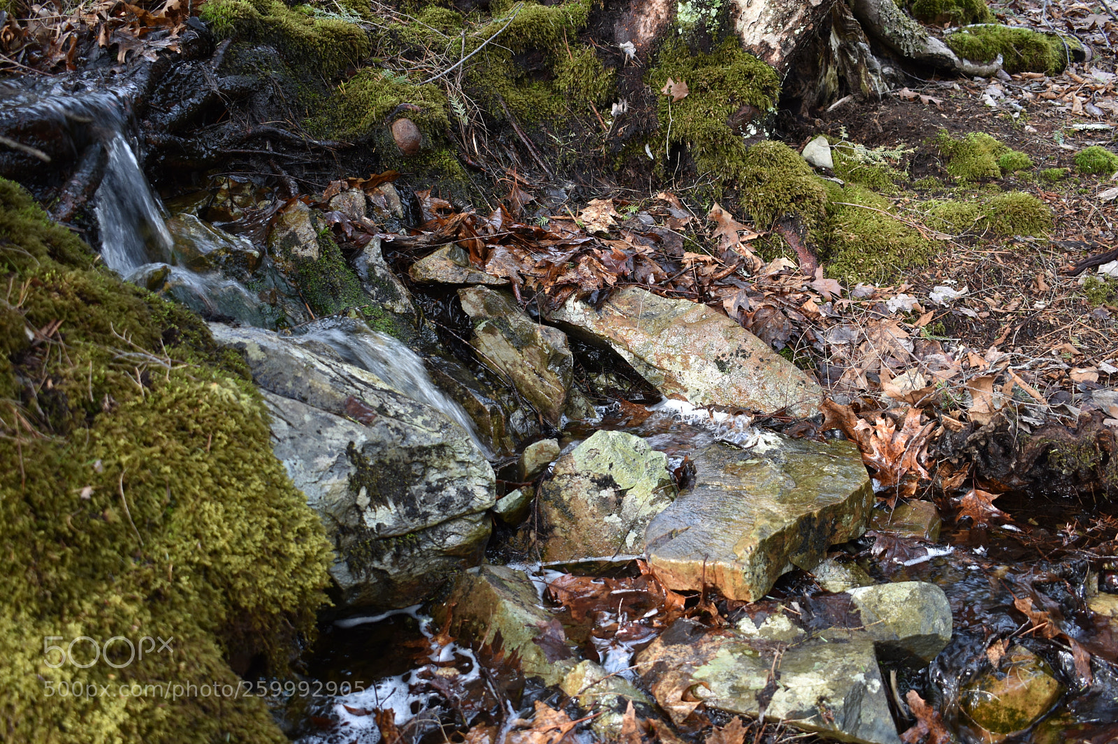 Nikon D3400 sample photo. 2018-04-13 17.26.24.jpg photography