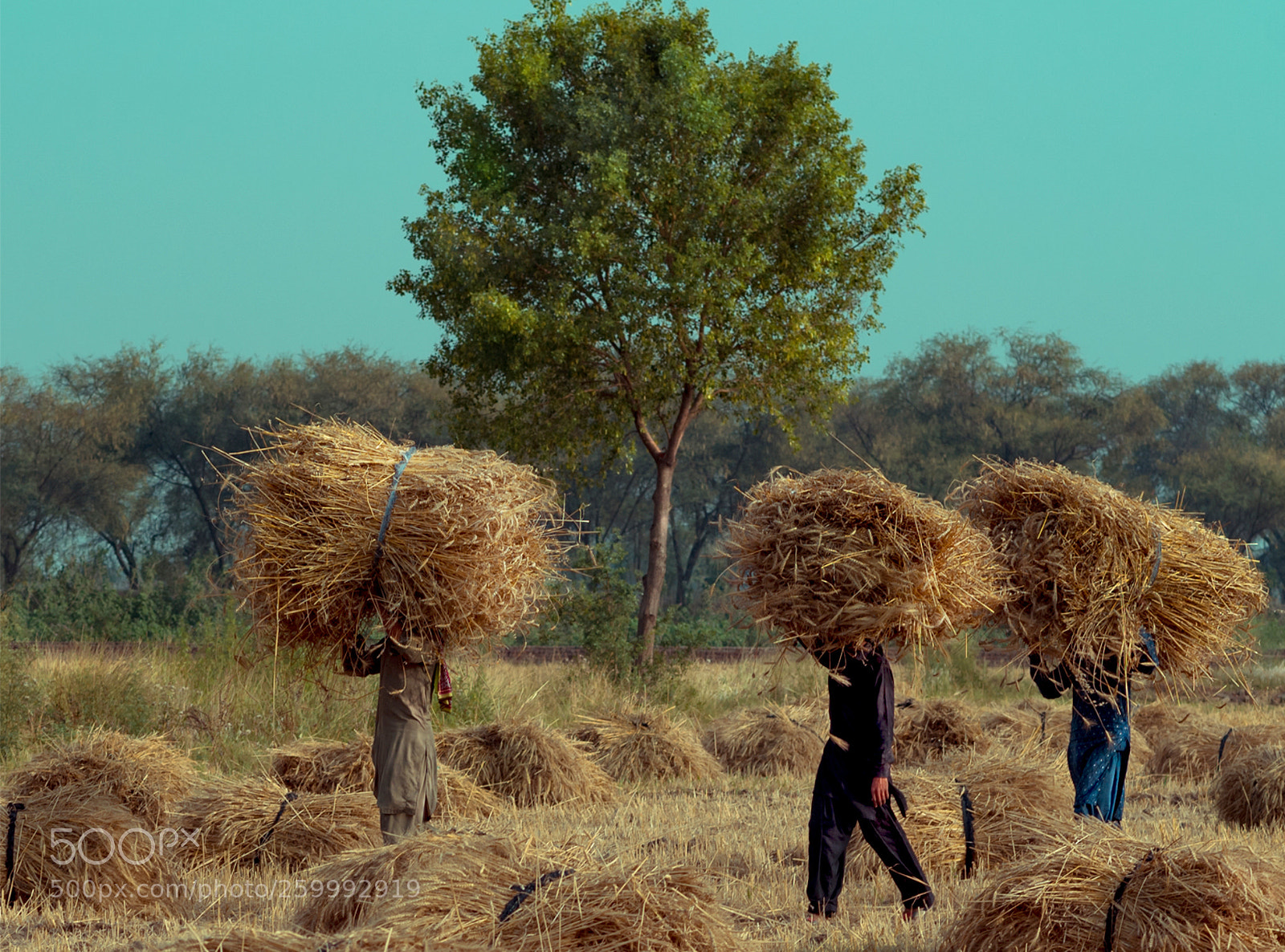 Nikon D750 sample photo. Field worker photography