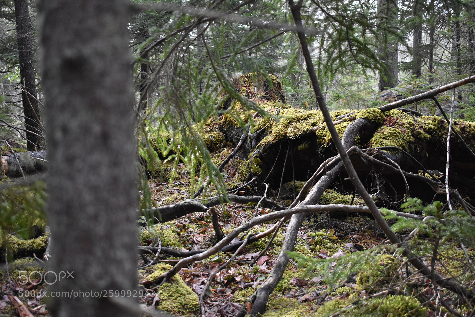 Nikon D3400 sample photo. 2018-04-13 17.31.57.jpg photography