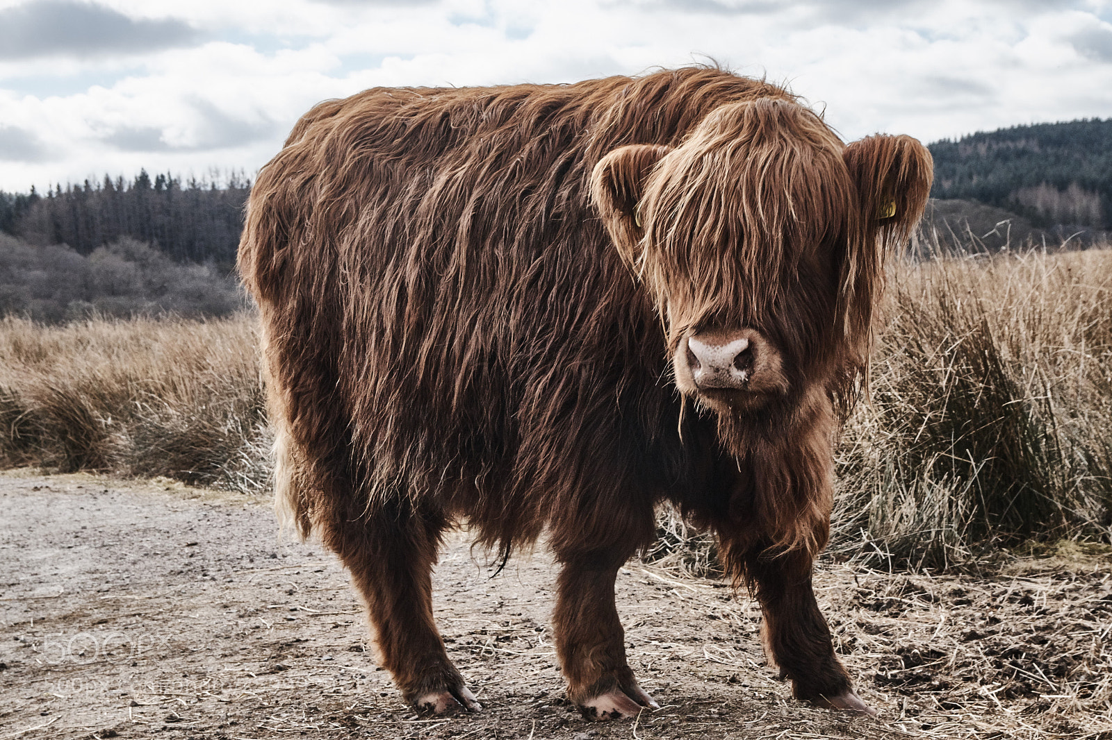 Canon EOS 80D sample photo. Highland's cow photography
