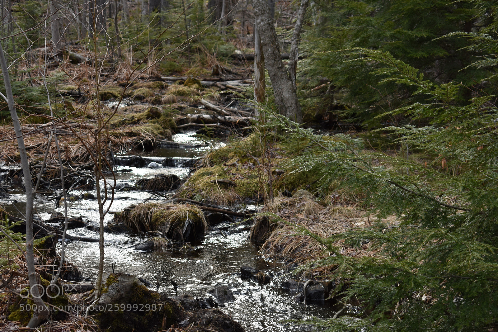 Nikon D3400 sample photo. 2018-04-13 17.44.48.jpg photography