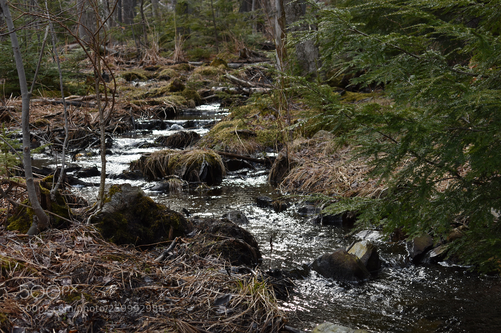 Nikon D3400 sample photo. 2018-04-13 17.44.51.jpg photography