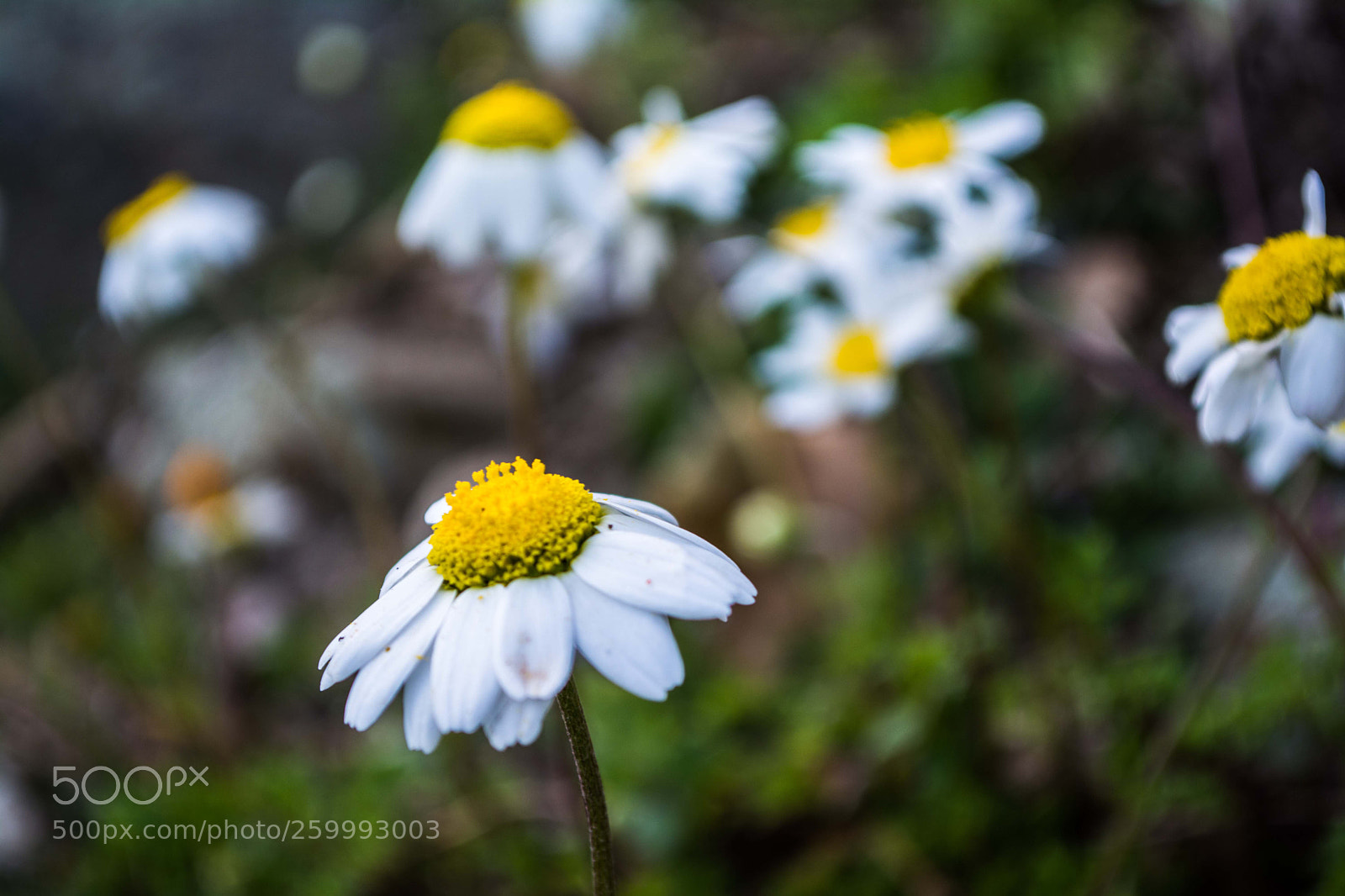 Nikon D5200 sample photo. Flowers photography