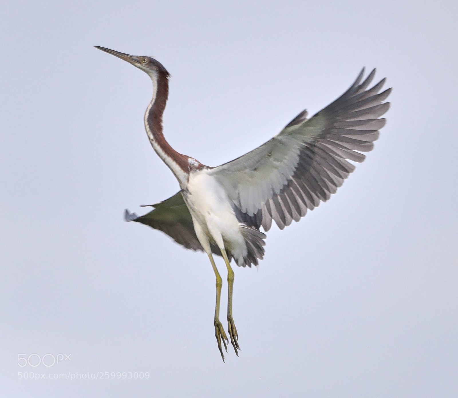 Canon EOS-1D X Mark II sample photo. 05-29-18-0020458.jpg photography