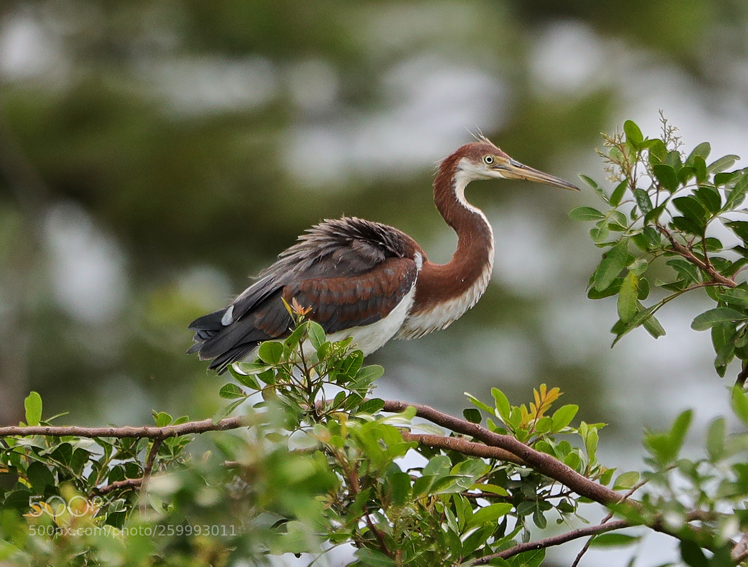 Canon EOS-1D X Mark II sample photo. 05-29-18-0020455.jpg photography