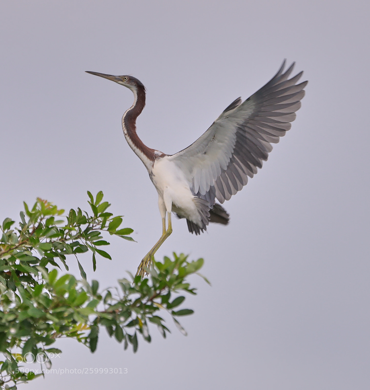 Canon EOS-1D X Mark II sample photo. 05-29-18-0020457.jpg photography