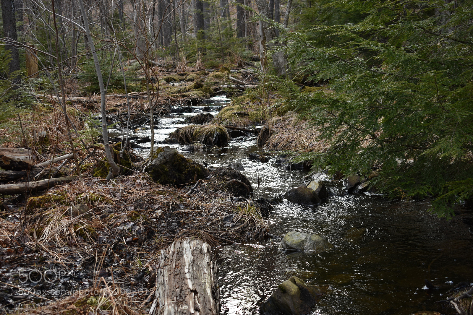 Nikon D3400 sample photo. 2018-04-13 17.44.54.jpg photography