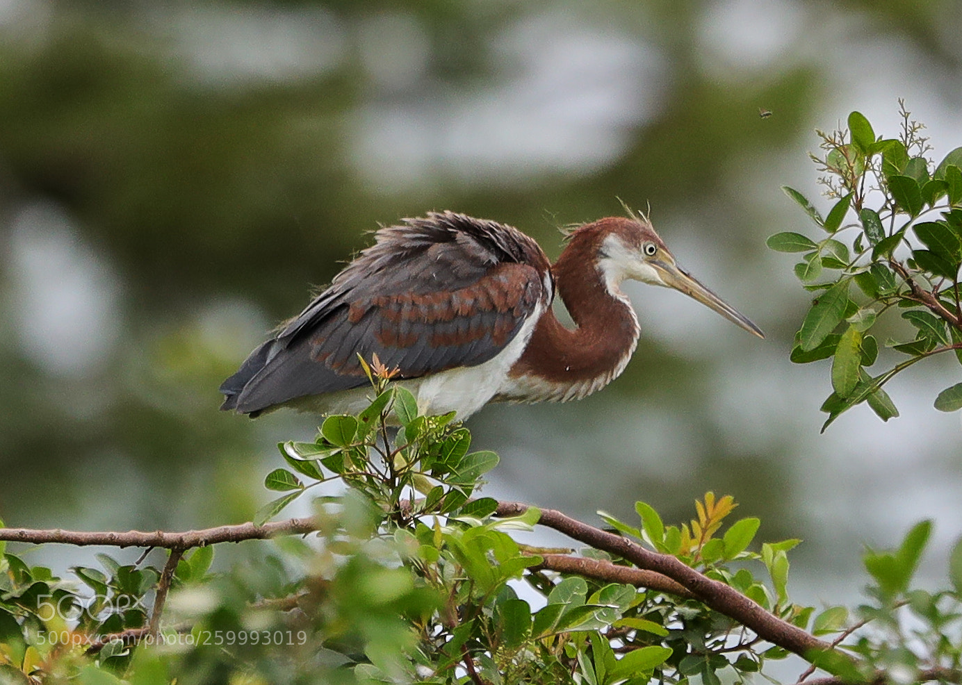 Canon EOS-1D X Mark II sample photo. 05-29-18-0020454.jpg photography