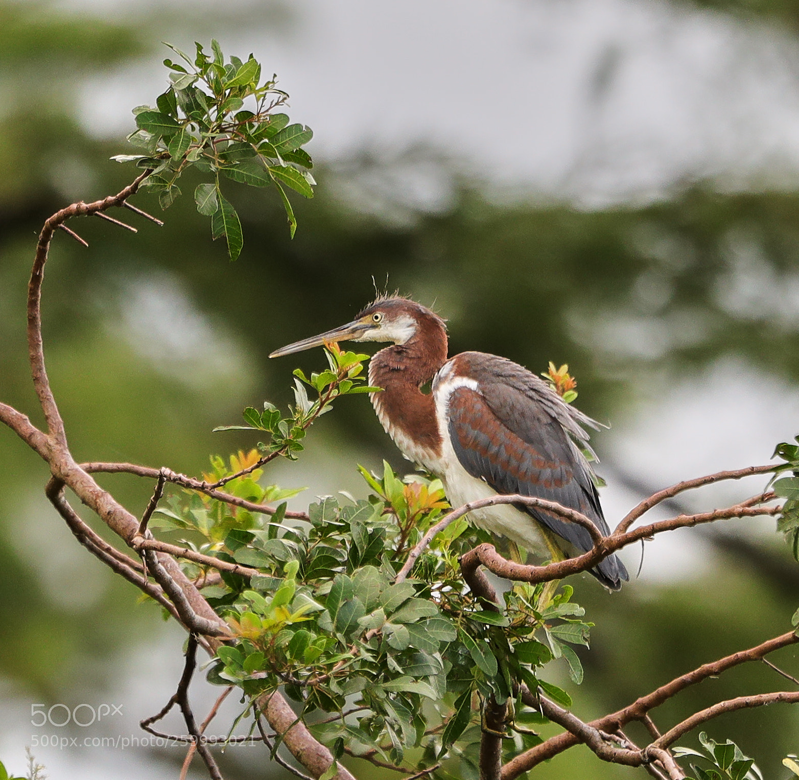Canon EOS-1D X Mark II sample photo. 05-29-18-0020453.jpg photography