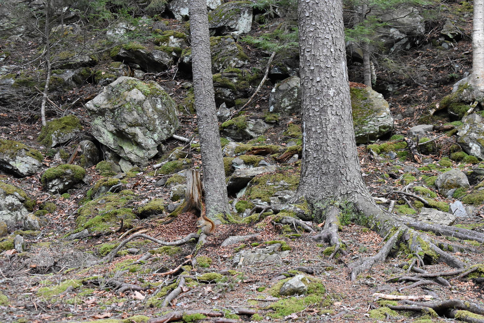 Nikon D3400 sample photo. 2018-04-13 17.49.54.jpg photography