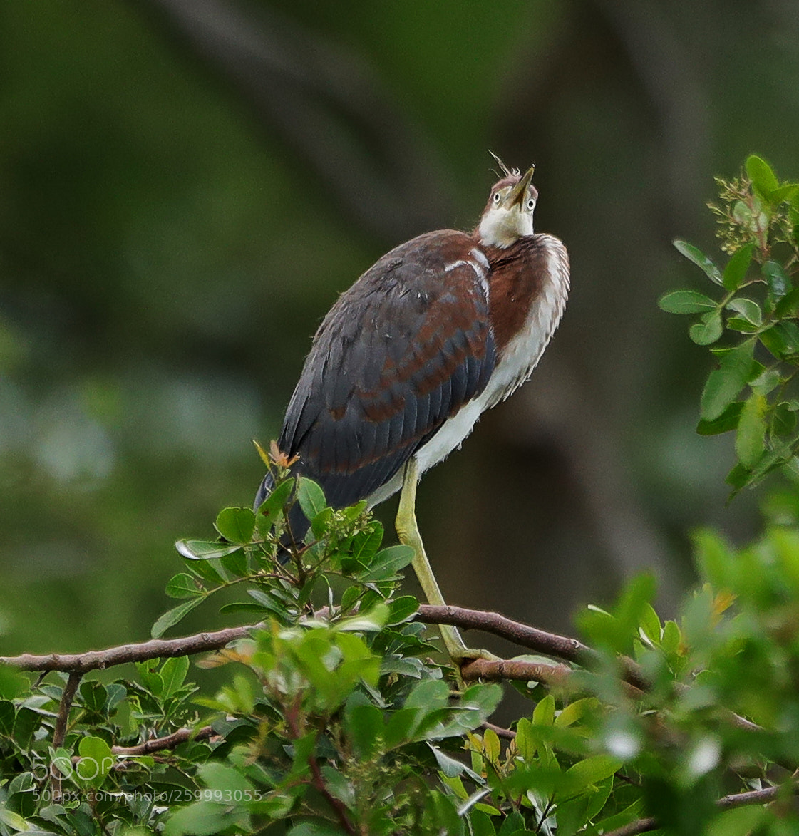 Canon EOS-1D X Mark II sample photo. 05-29-18-0020451.jpg photography
