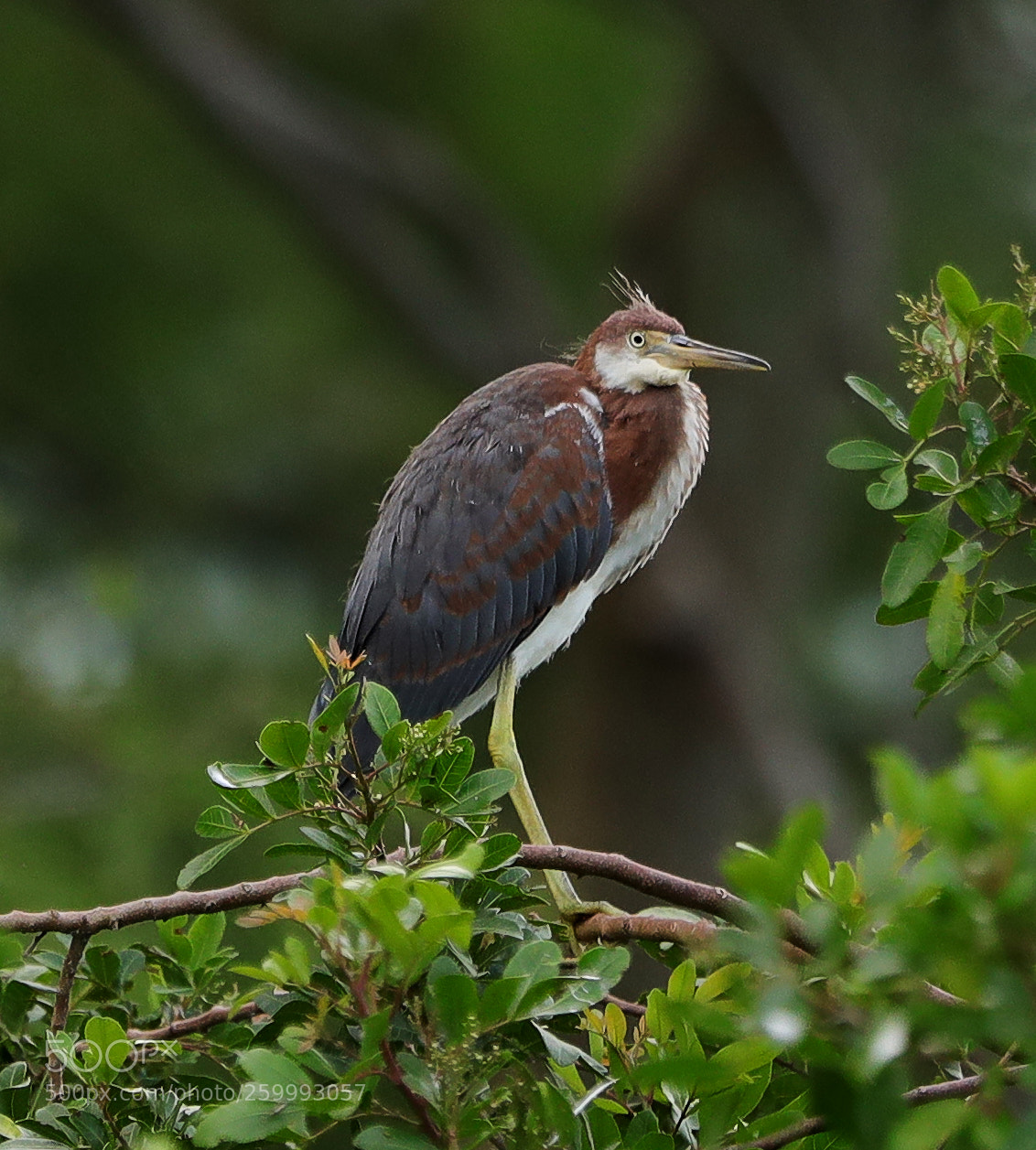 Canon EOS-1D X Mark II sample photo. 05-29-18-0020450.jpg photography