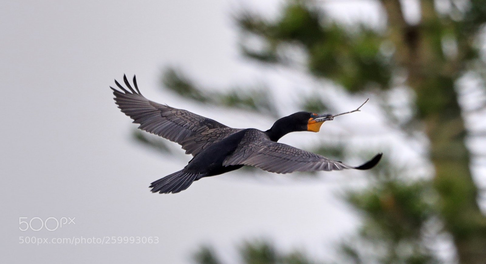 Canon EOS-1D X Mark II sample photo. 05-29-18-0020443.jpg photography