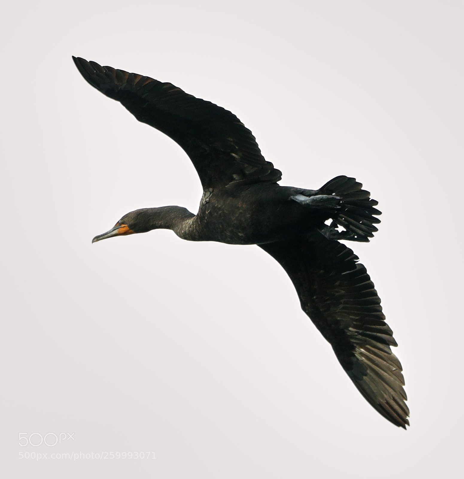 Canon EOS-1D X Mark II sample photo. 05-29-18-0020436.jpg photography