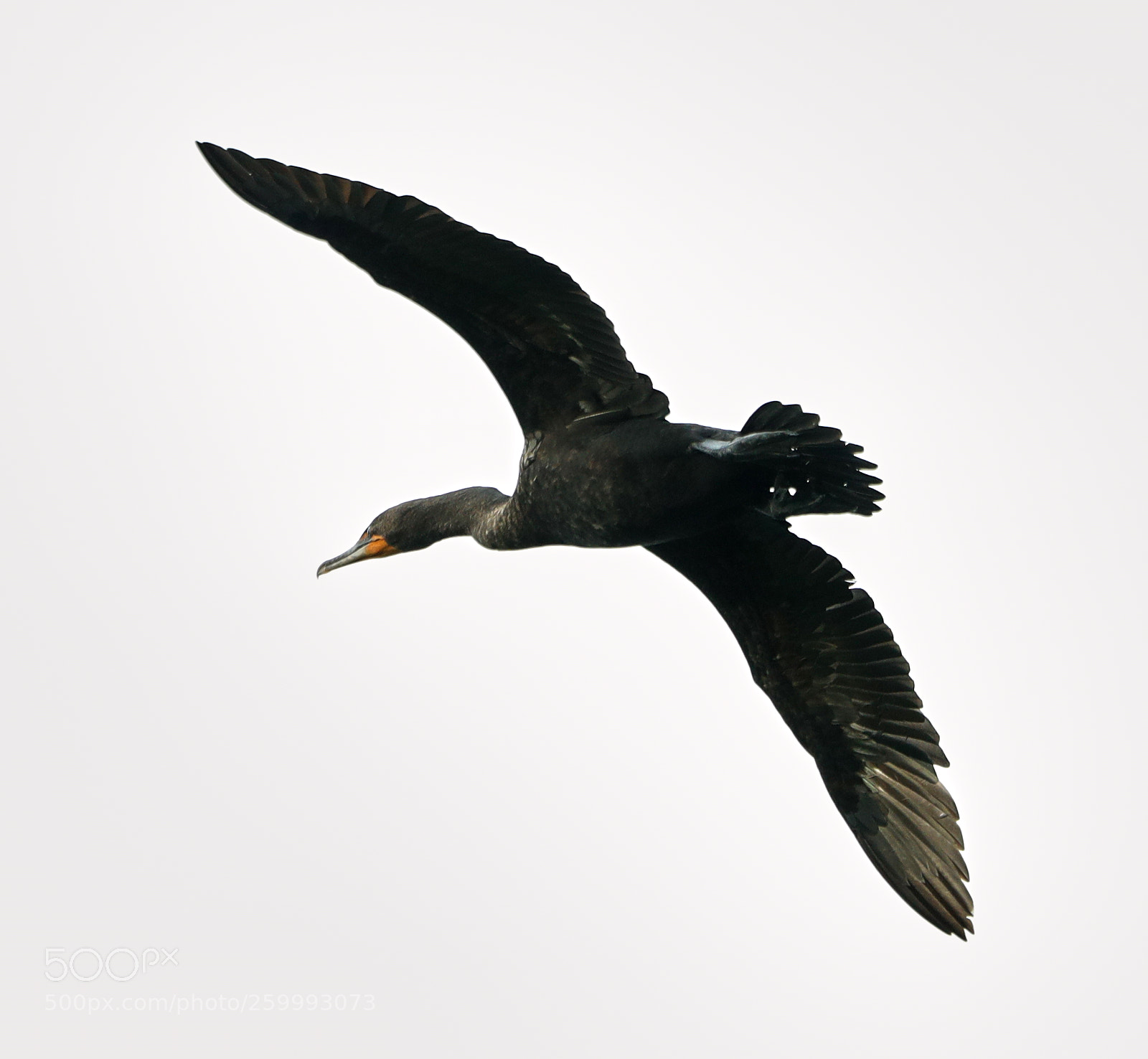 Canon EOS-1D X Mark II sample photo. 05-29-18-0020435.jpg photography