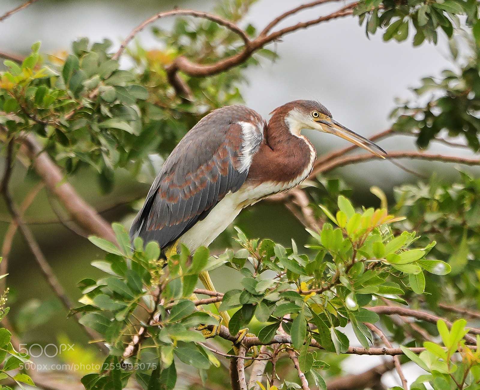 Canon EOS-1D X Mark II sample photo. 05-29-18-0020434.jpg photography