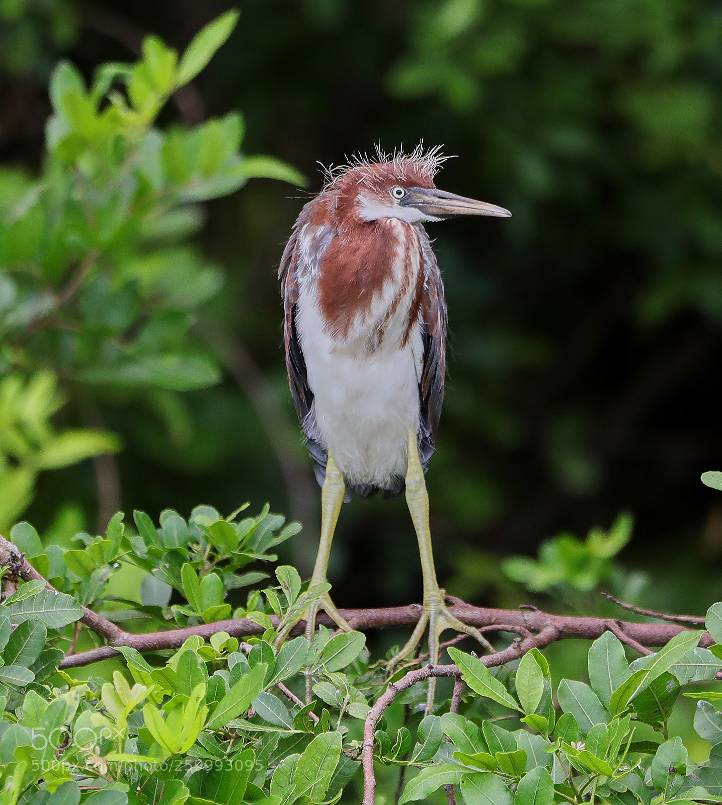 Canon EOS-1D X Mark II sample photo. 05-29-18-0020427.jpg photography