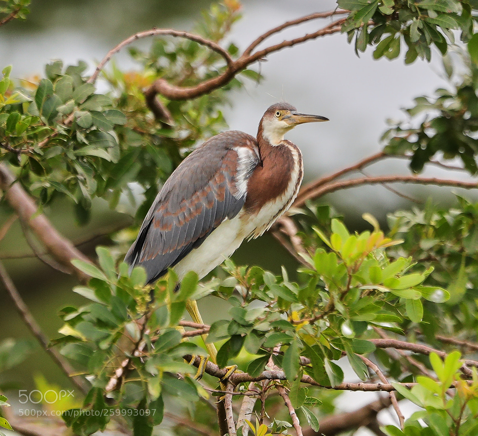 Canon EOS-1D X Mark II sample photo. 05-29-18-0020433.jpg photography